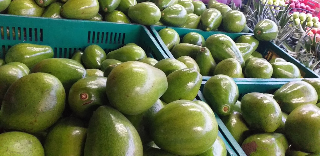 Aguacate papelillo