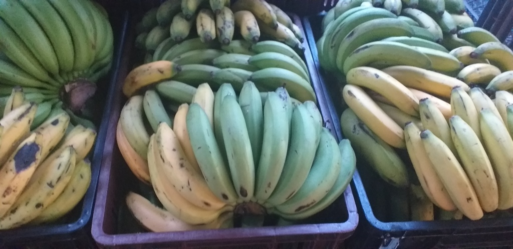 Banano criollo