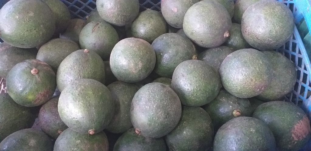 Aguacate reed