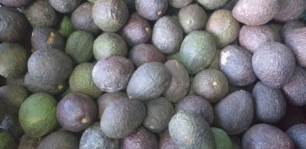 Aguacate hass