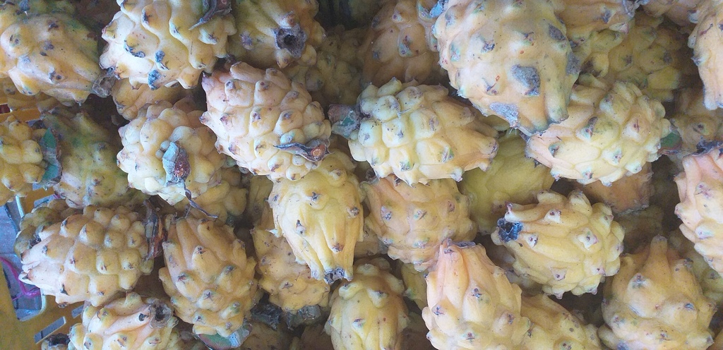 Pitahaya del huila