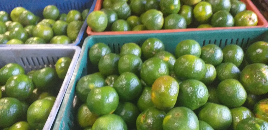 Mandarina oneca
