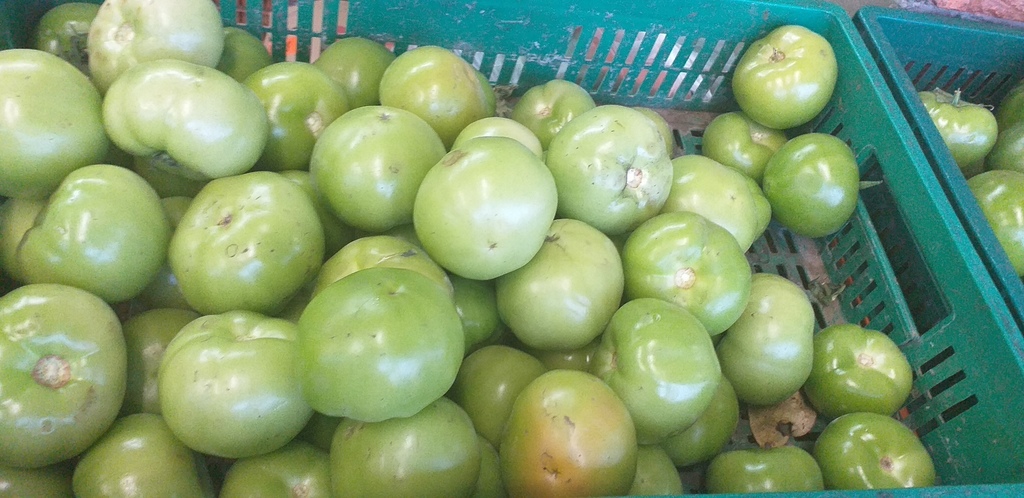 Tomate riñon