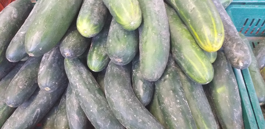 Pepino cohombro