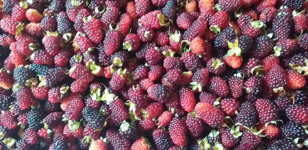 Moras del oriente