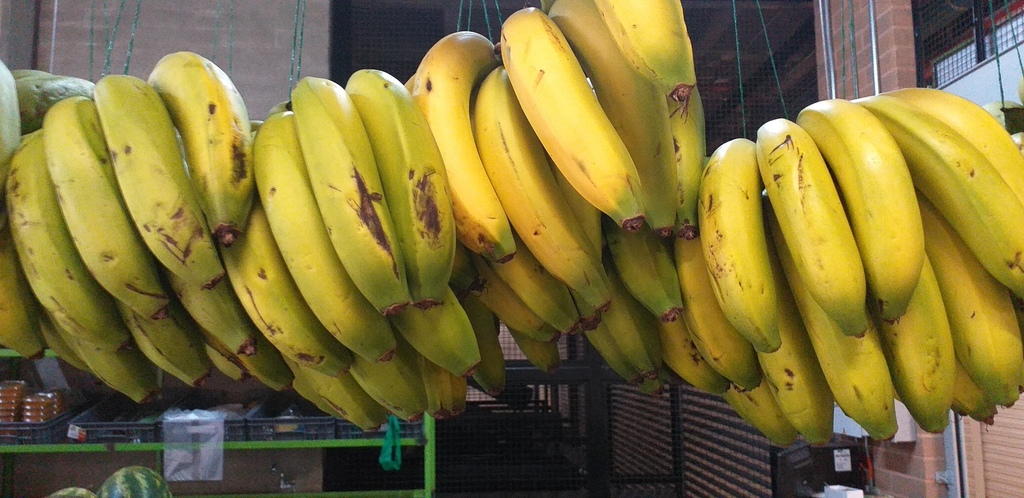 Banano criollo