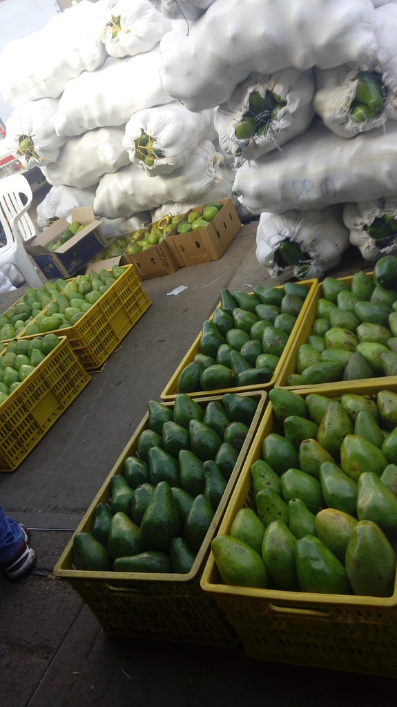 Aguacate lorena