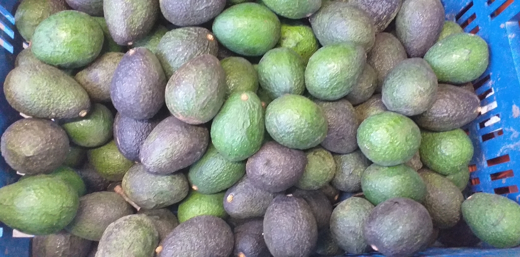 Aguacate hass