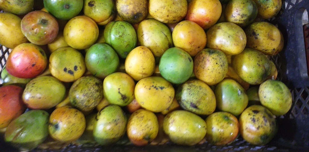 Mango criollo