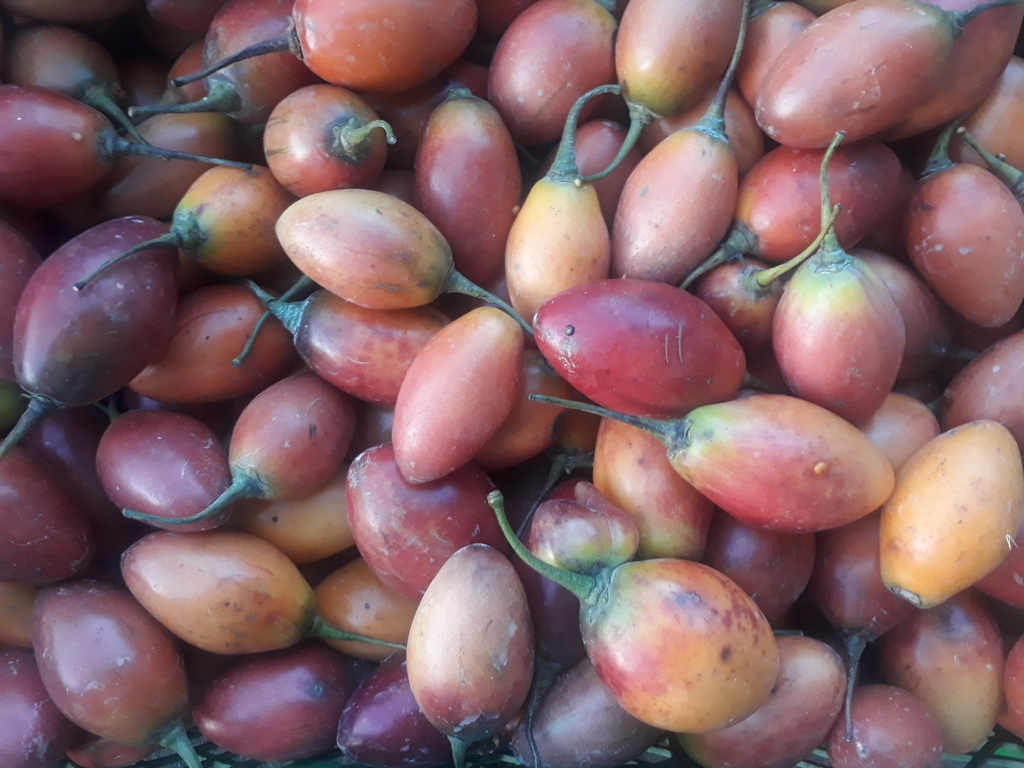 Tomate de árbol