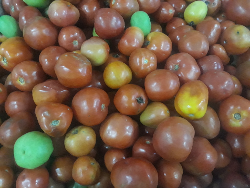 Tomate