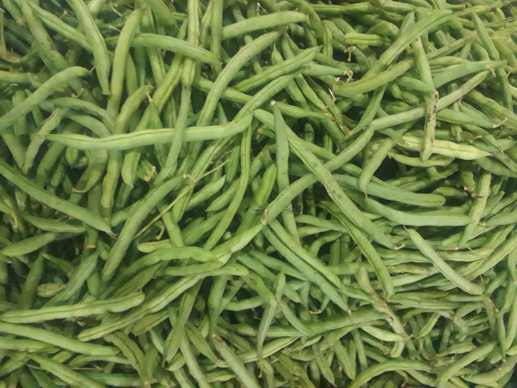 Habichuela