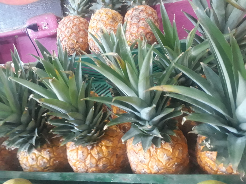 Piña oro miel