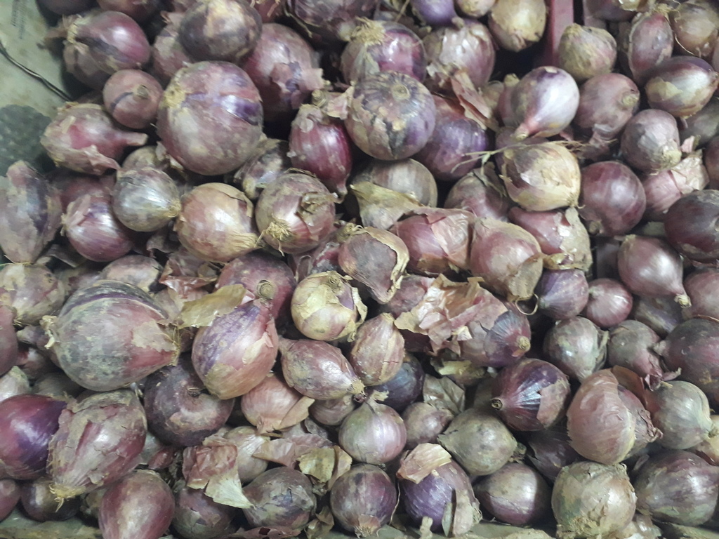 Cebolla roja