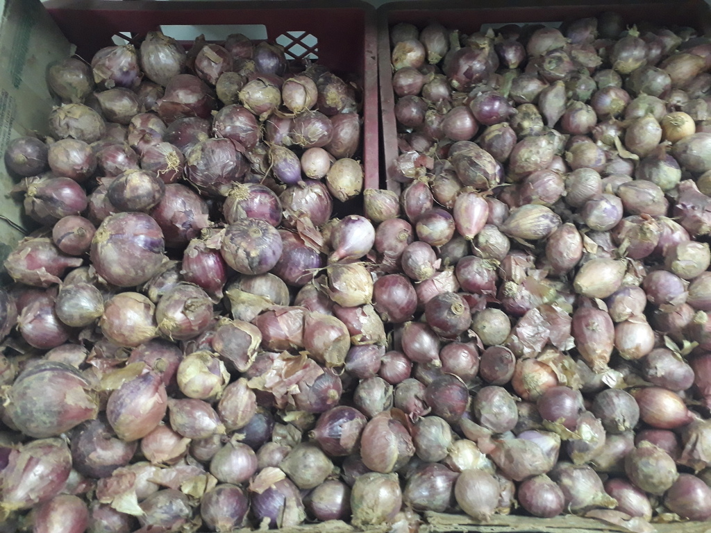 Cebollin roja