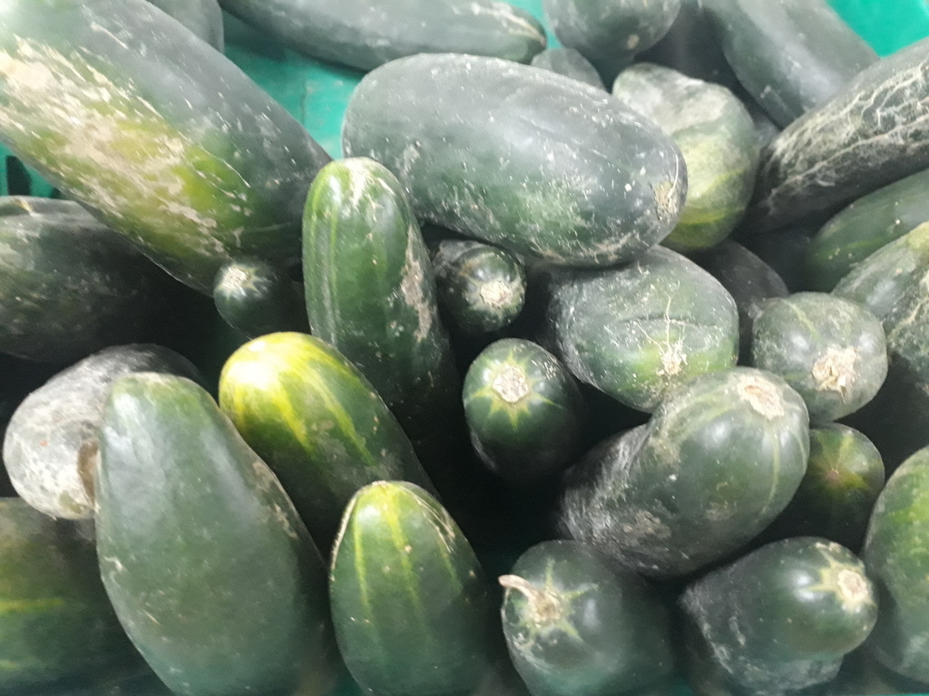 Pepino