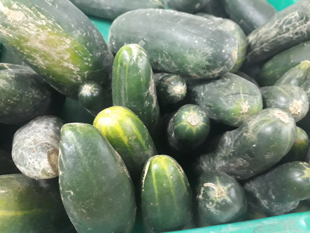Pepino