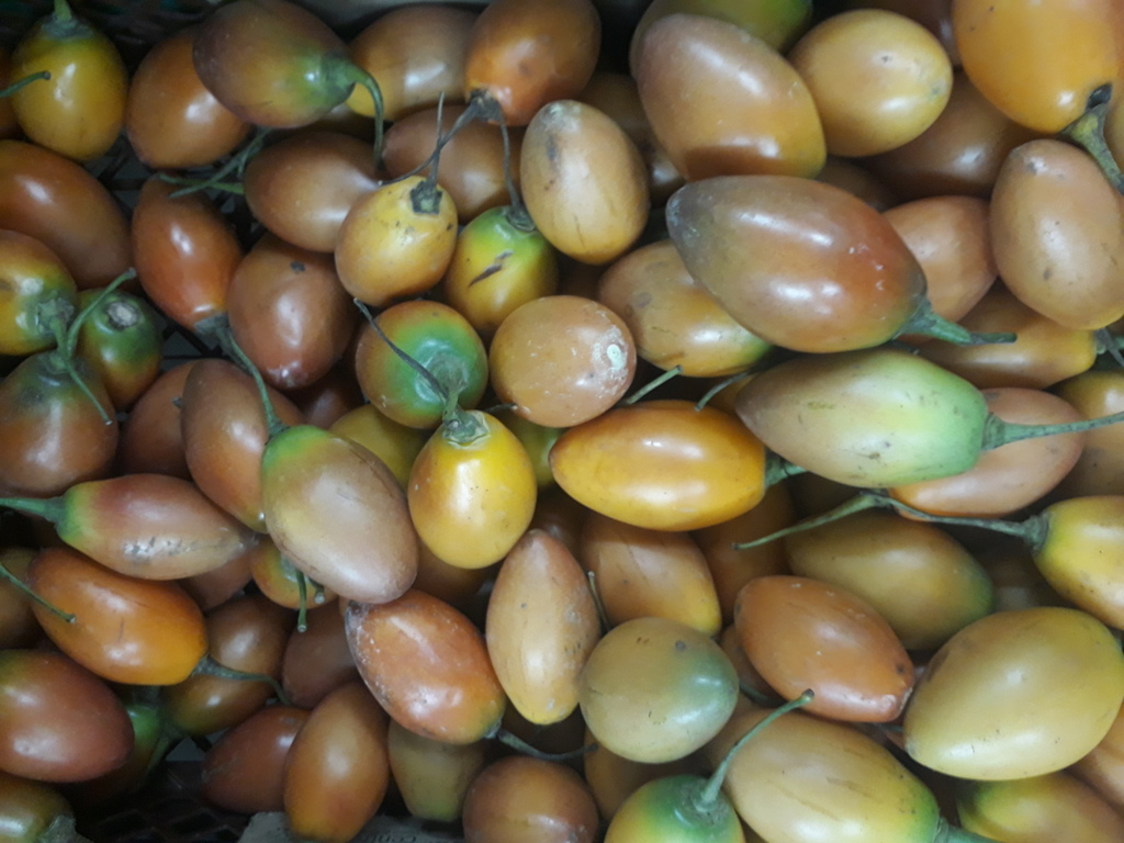 Tomate de árbol