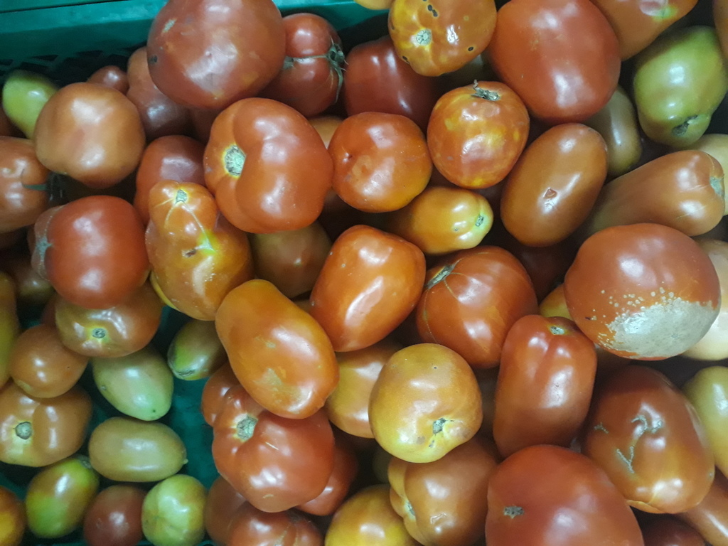 Tomate