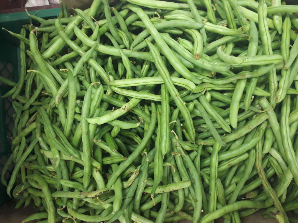 Habichuela