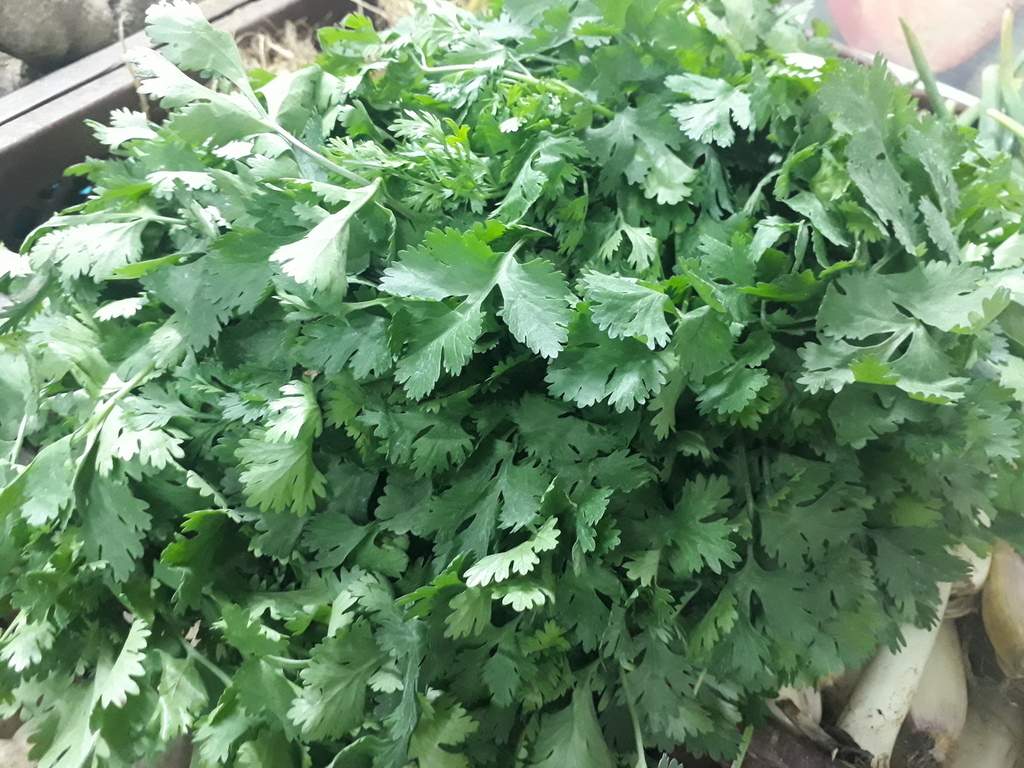 Cilantro