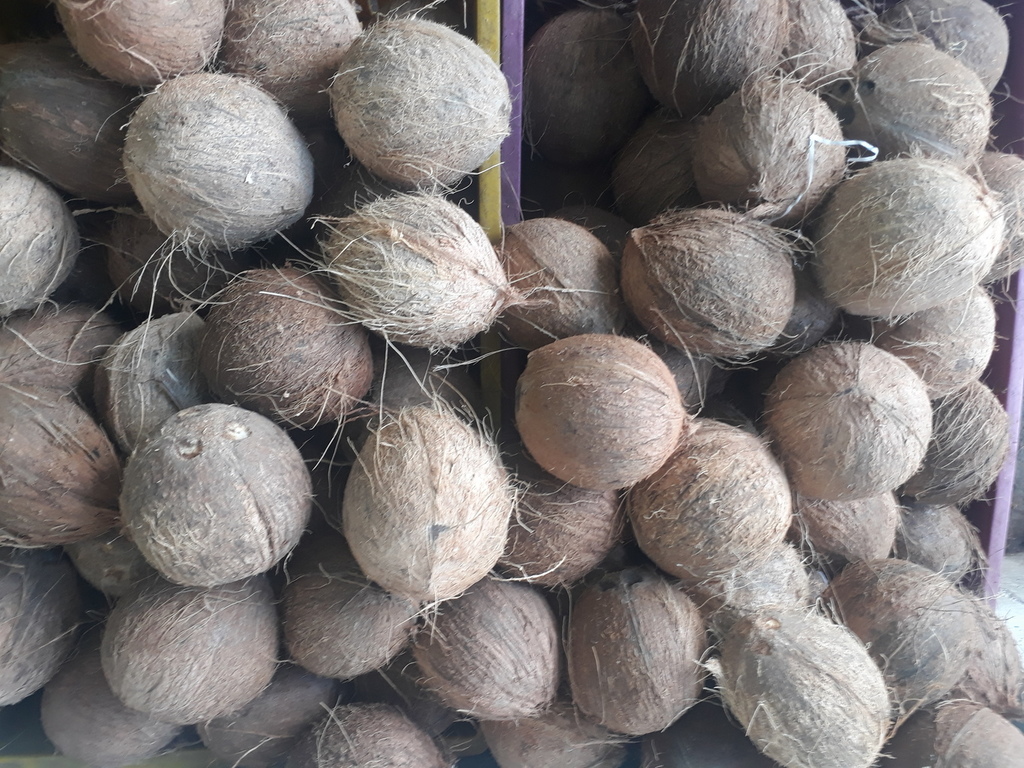 Coco pequeño