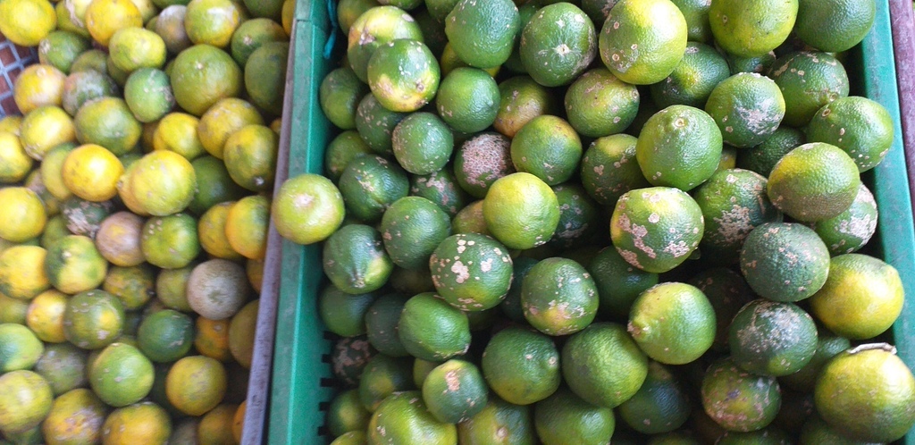 Limon mandarino