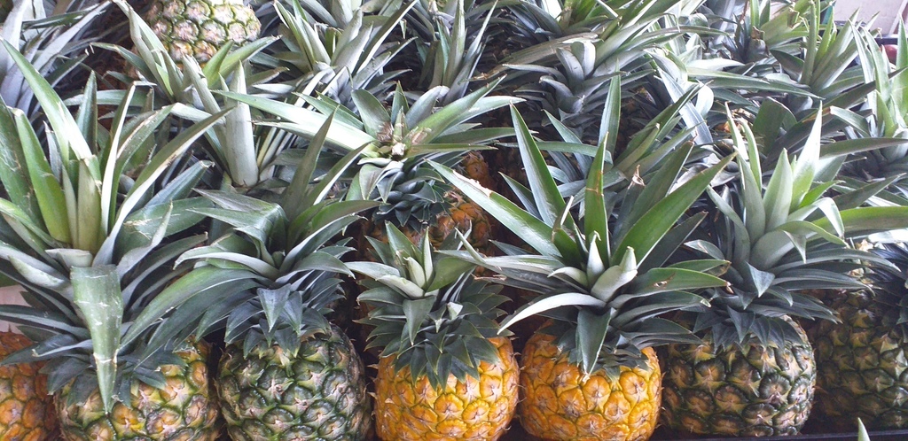 Piña oromiel