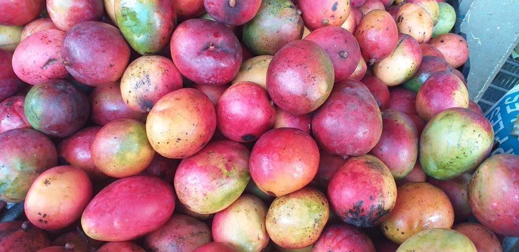 Mango tommy delgado