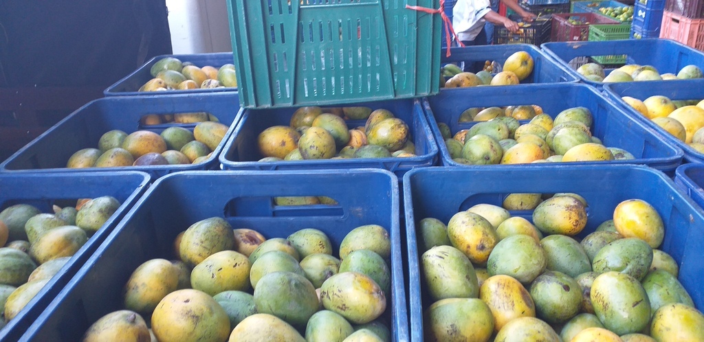 Mango criollo
