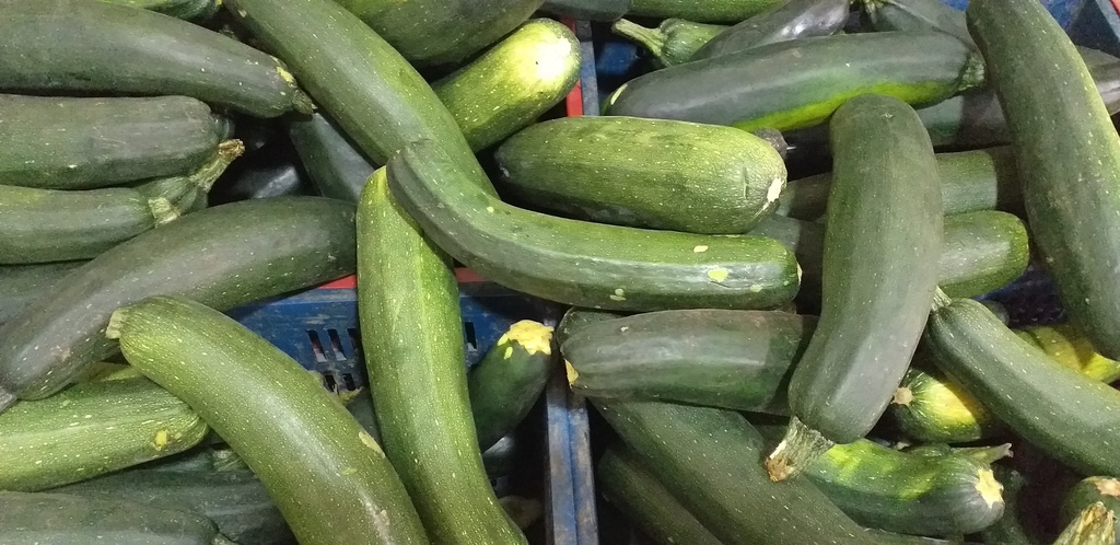 Zucchini verde
