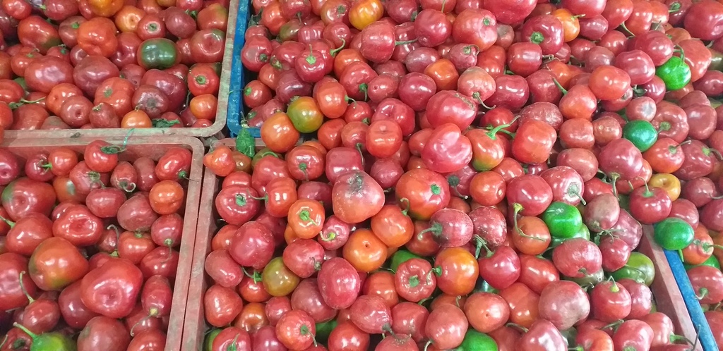 Rocoto