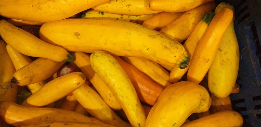 Calabacin