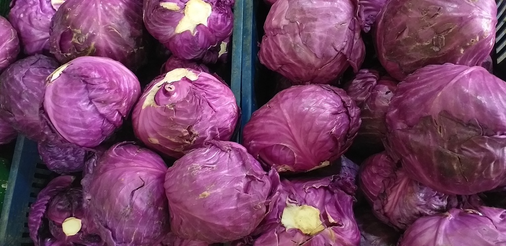 Repollo morado