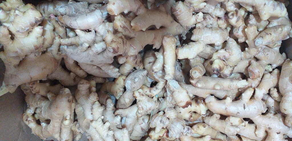 Jengibre
