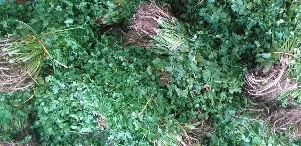 Cilantro