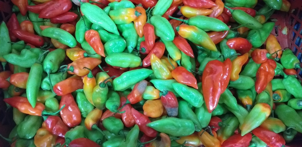 Aji dulce