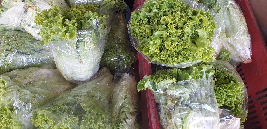 Lechuga crespa