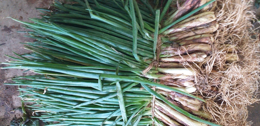 Cebolla de rama