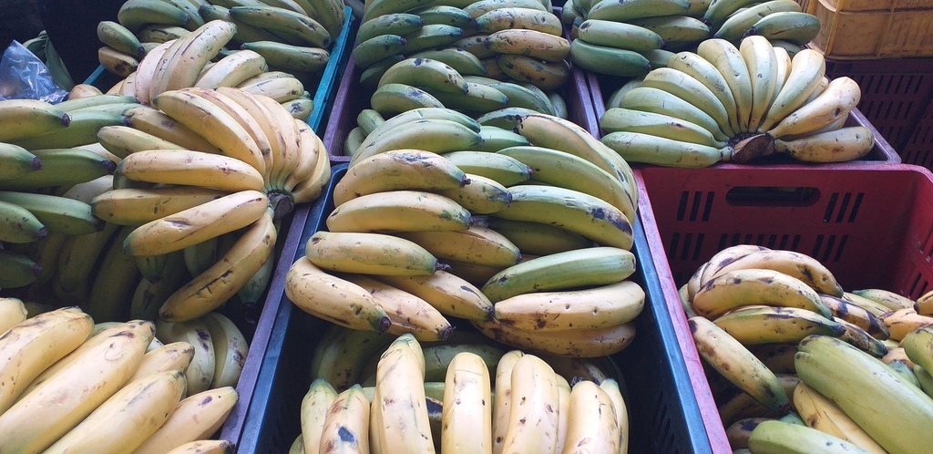 Banano criollo