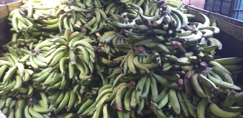 Platano verde