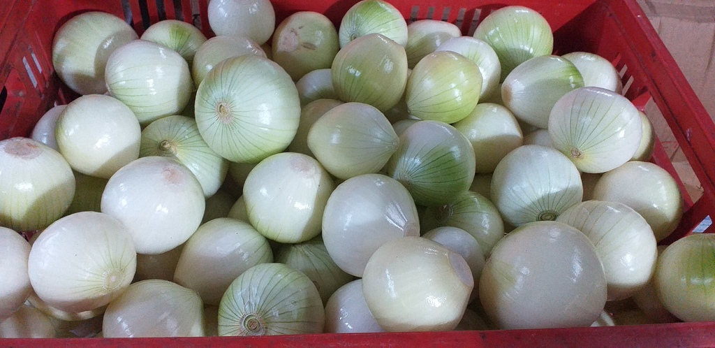 Cebolla blanca pelada