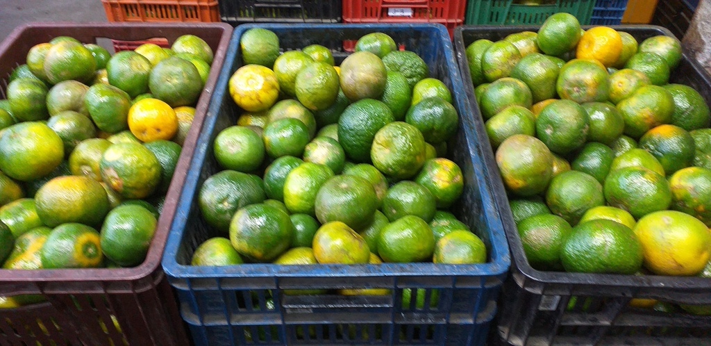 Mandarina oneca de 2da