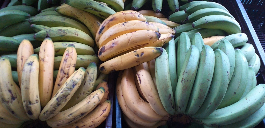 Banano criollo