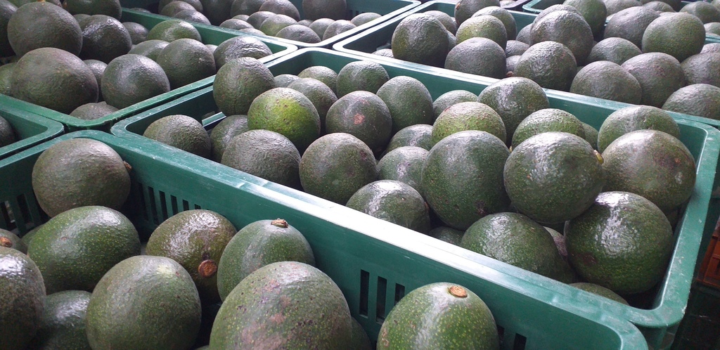 Aguacate reed