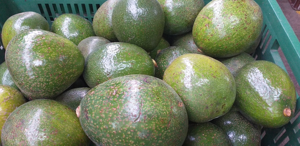 Aguacate choquette