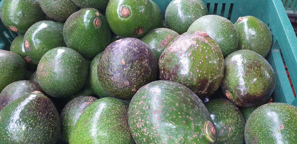 Aguacate colin reed