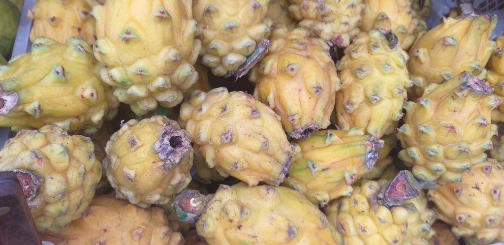 Pitahaya