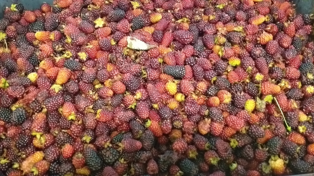 Moras del oriente