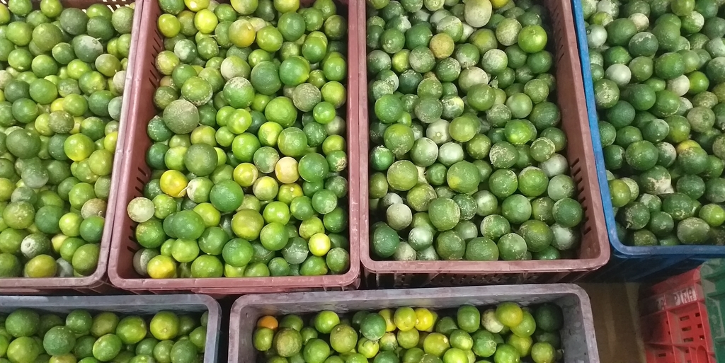 Limon mandarino